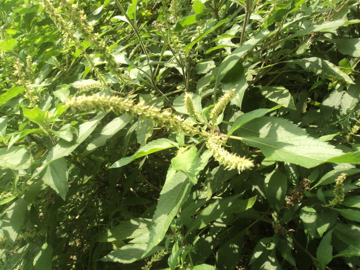 Ocimum gratissimum L.